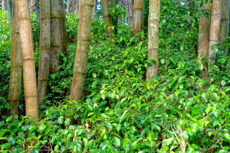 Bamboo Grove - Morikami Museum and Japanese Gardens - Palm Beach County, Florida - DSC03344