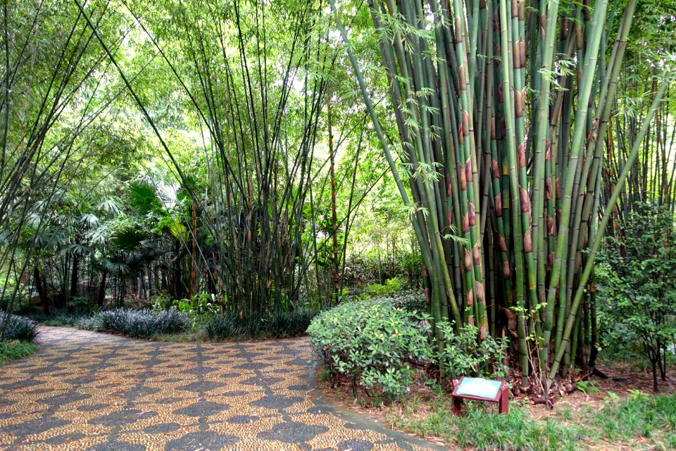 Bamboo - Wangjianglou Park - Chengdu, China - DSC05808