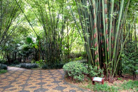 Bamboo - Wangjianglou Park - Chengdu, China - DSC05808