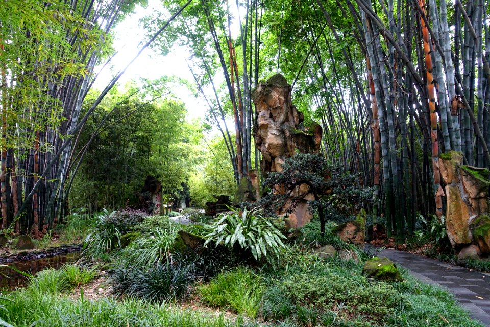 Bamboo and rock - Wangjianglou Park - Chengdu, China - DSC06109
