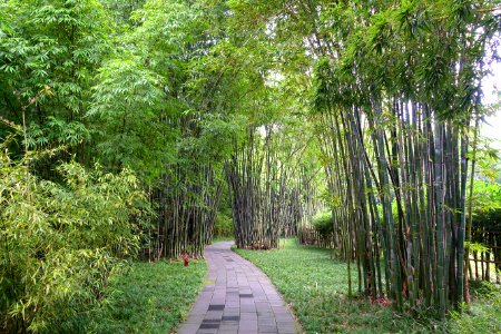 Bamboo - Wangjianglou Park - Chengdu, China - DSC05820