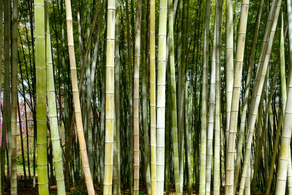 Bamboo - Orto botanico - Rome, Italy - DSC00256