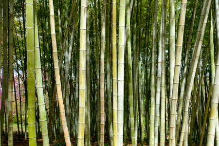 Bamboo - Orto botanico - Rome, Italy - DSC00256