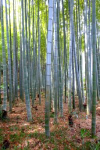 Bamboo grove - Eishō-ji - Kamakura, Kanagawa, Japan - DSC08163