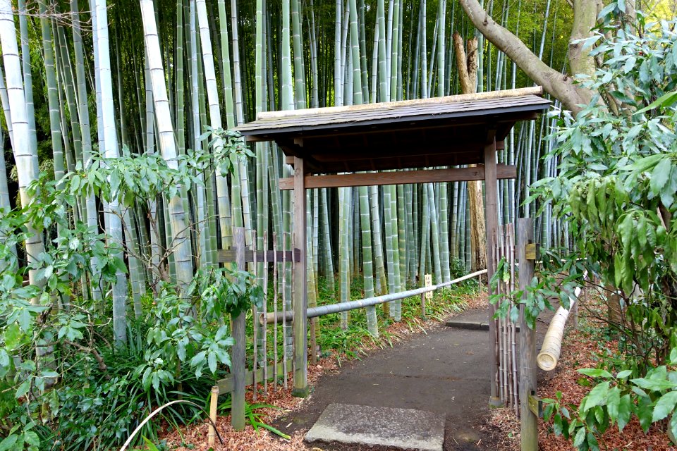 Bamboo grove - Eishō-ji - Kamakura, Kanagawa, Japan - DSC08147