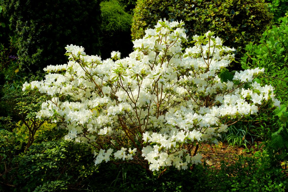 Nature rhododendron white blossom