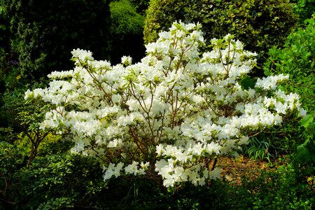 Nature rhododendron white blossom