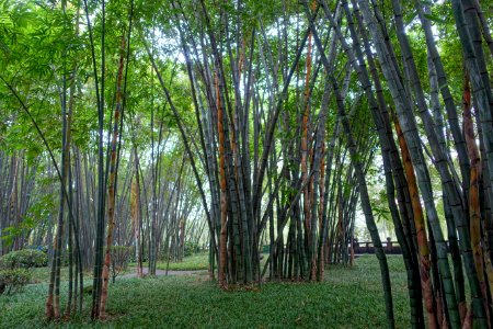 Bamboo - Wangjianglou Park - Chengdu, China - DSC05722