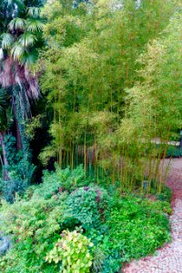 Bamboo - Quinta das Lágrimas - Coimbra, Portugal - DSC08653