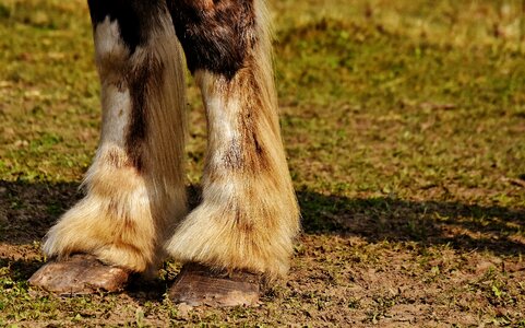 Forelegs big horse ride photo