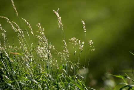 Nature plant summer meadow