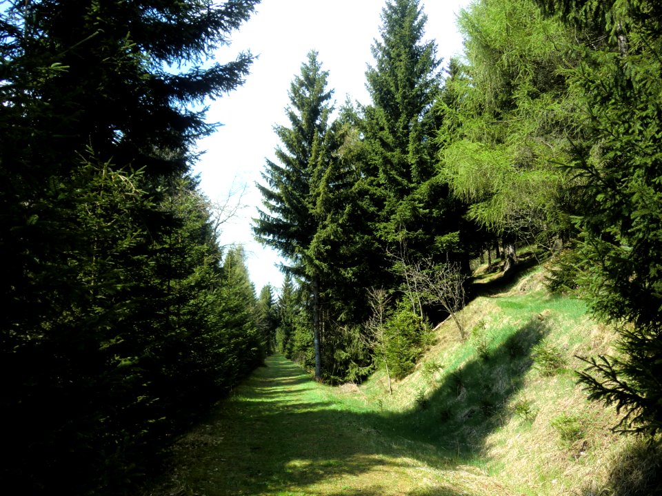 Bahndamm bei Hermsdorf-Rehefeld.km 59
