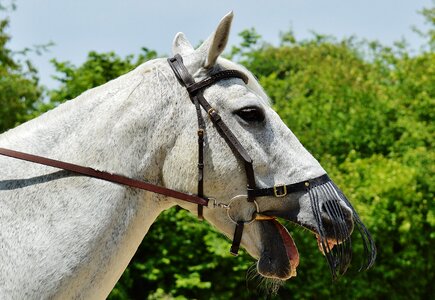 Animal white horse nature