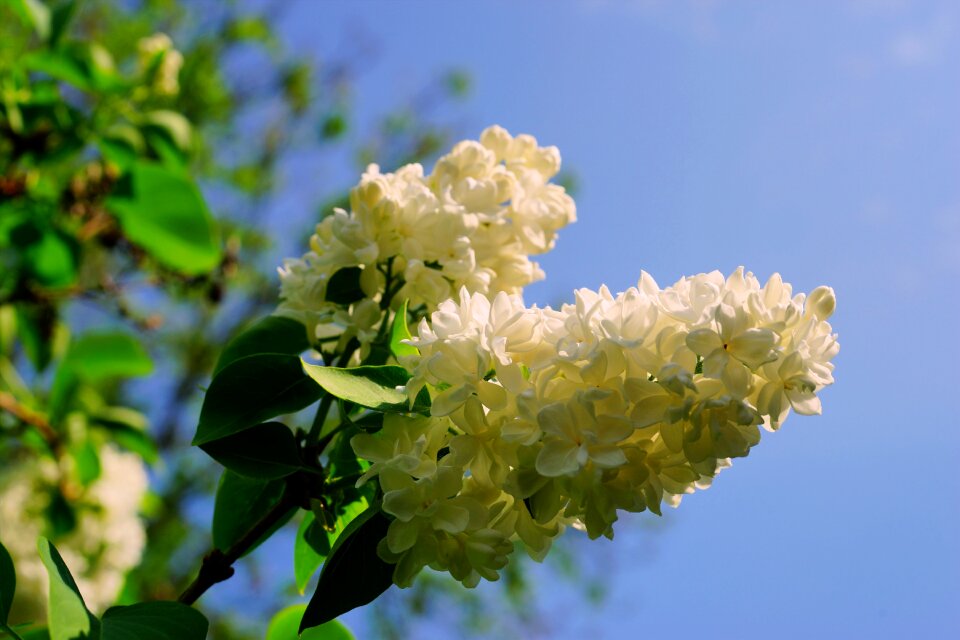 White late spring fragrance