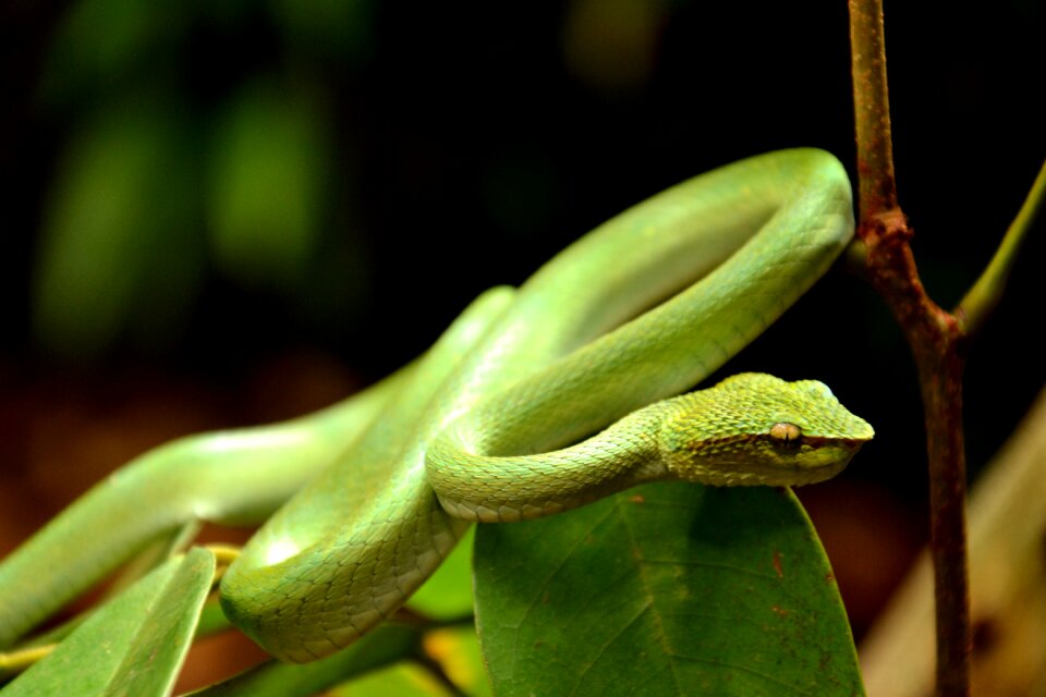 Nature animal borneo