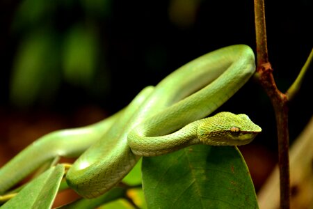 Nature animal borneo photo