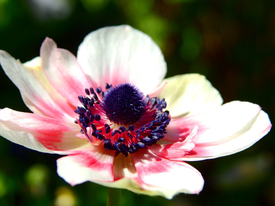 Anemone plant nature