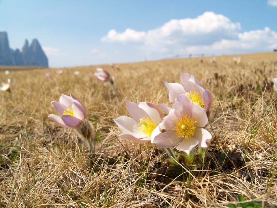 Nature flowers dolomites