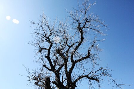 Tree winter icicles