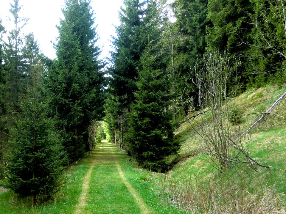 Bahndamm bei Hermsdorf-Rehefeld.km 54