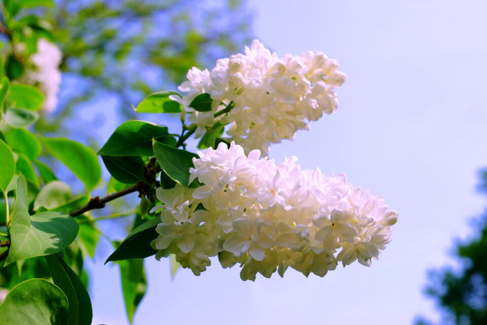 Nature blossom bloom