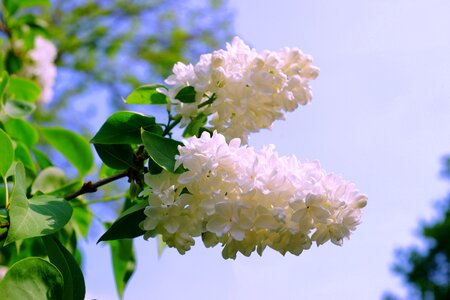 Nature blossom bloom photo