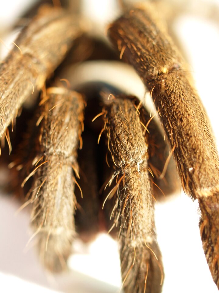 Hairy mexican redknee tarantula brown