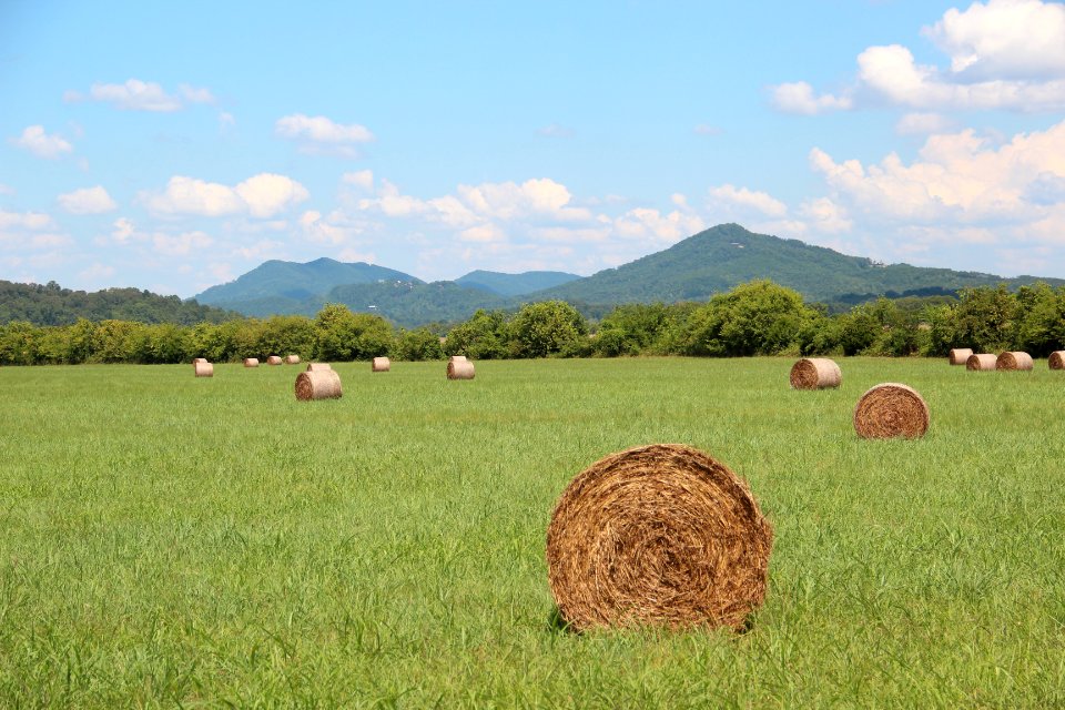 Bales of hay, Tellico Plains Sept 2019 2