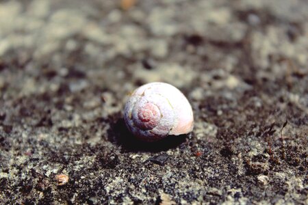 Mollusk house slowly
