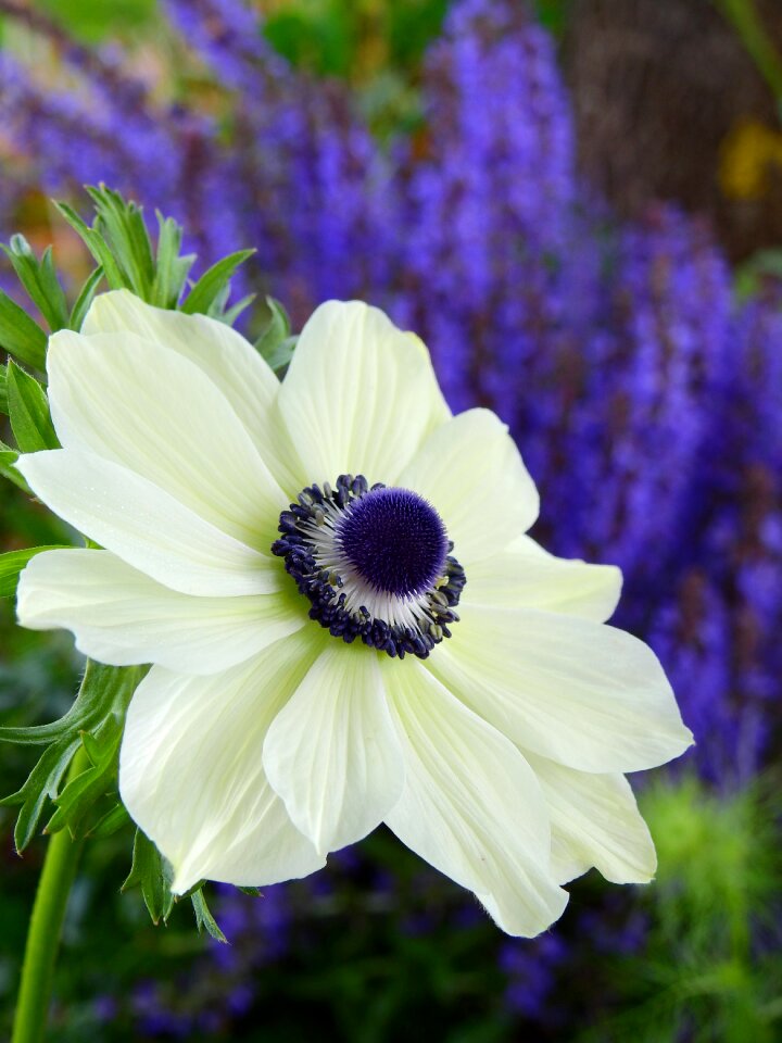 Anemone plant nature