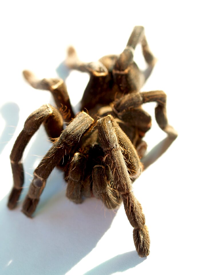 Hairy mexican redknee tarantula brown