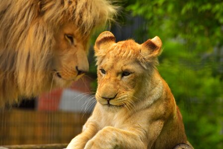 Big cat lioness animal