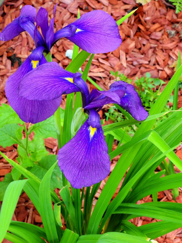 Flower blossom bloom