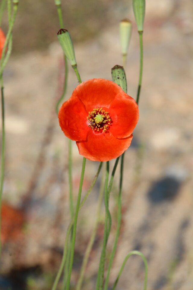 Flowers red flowers red