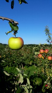 Tree agriculture apple orchard