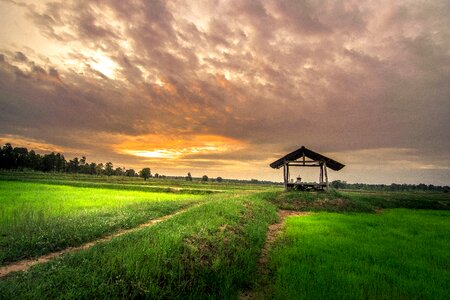 Rice people culture