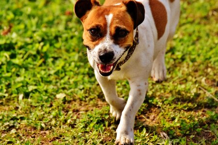 Meadow race dog