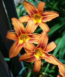 Flower blossom bloom