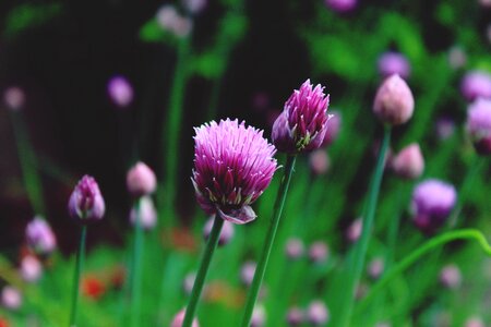 Bloom pink even grass leek photo