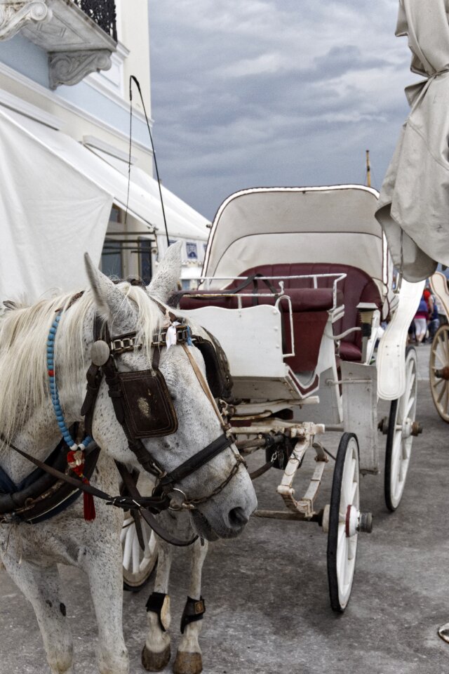 Bridle transportation gray horse