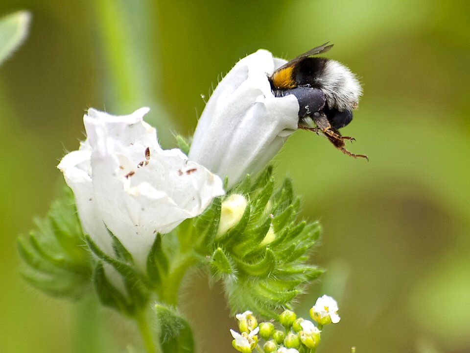 Insect nature animal