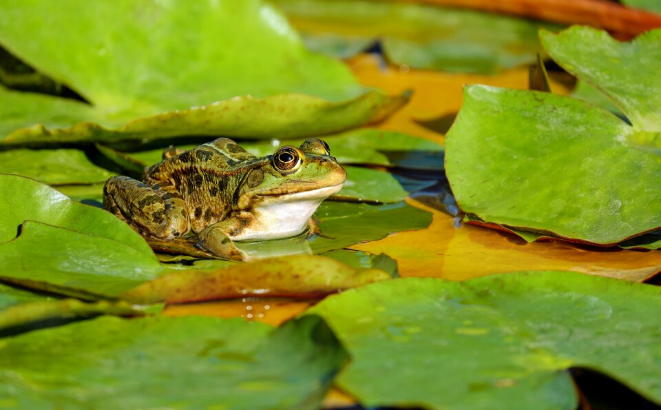 Amphibian animal sitting