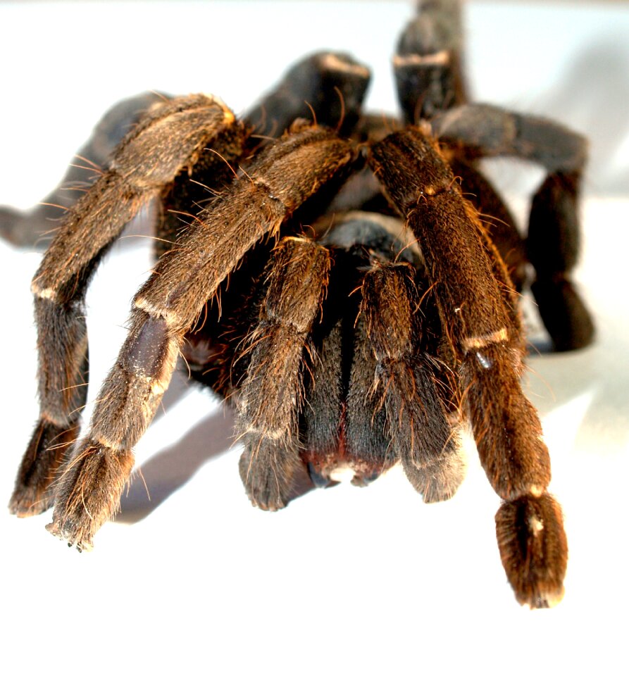Hairy mexican redknee tarantula brown