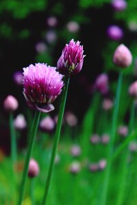 Bloom pink even grass leek photo