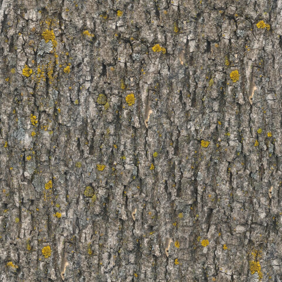 Seamless pattern bark tree