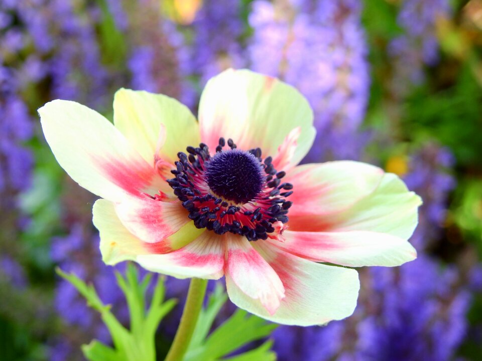 Anemone plant nature