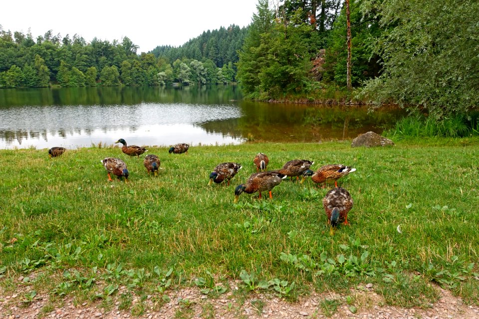 Bad Säckingen Bergsee 07-16 02