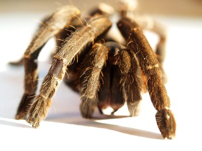 Hairy mexican redknee tarantula brown