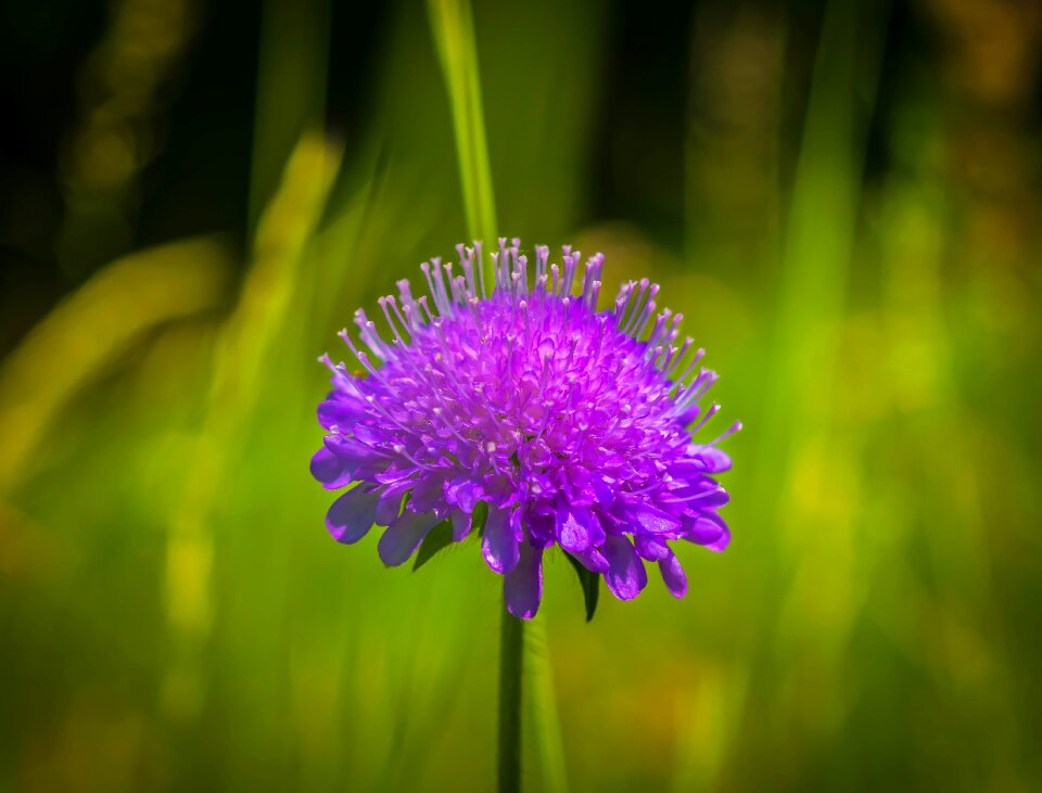 Violet blossom bloom