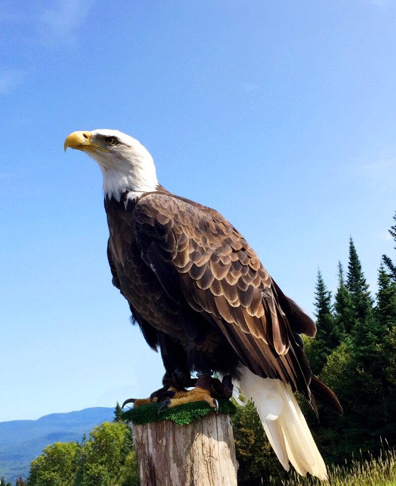 Wild animal american eagle bird show